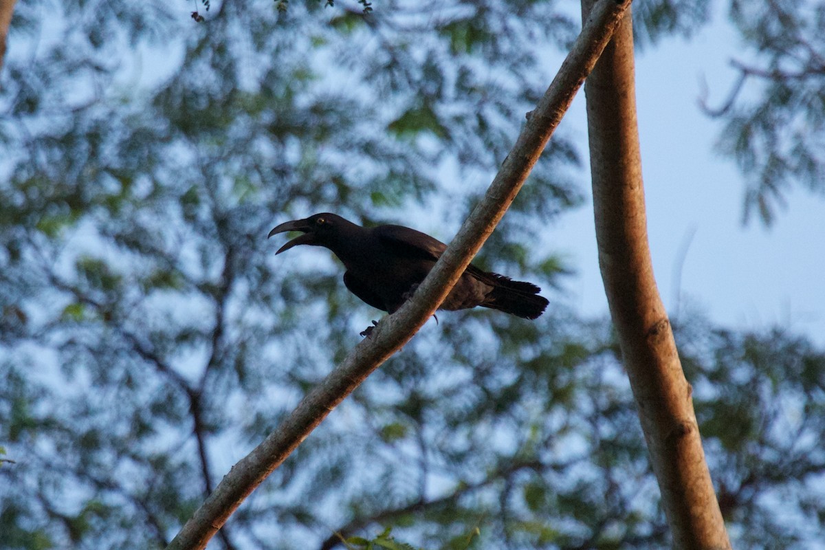 Long-billed Crow - ML241766751