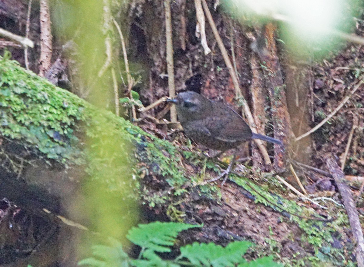 Silvery-fronted Tapaculo - ML241769151