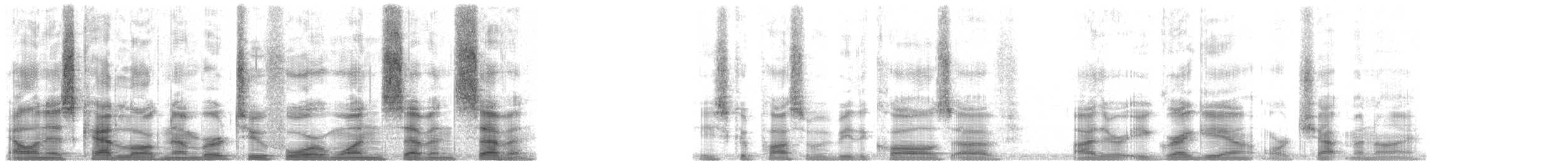 Chaetura sp. - ML24177