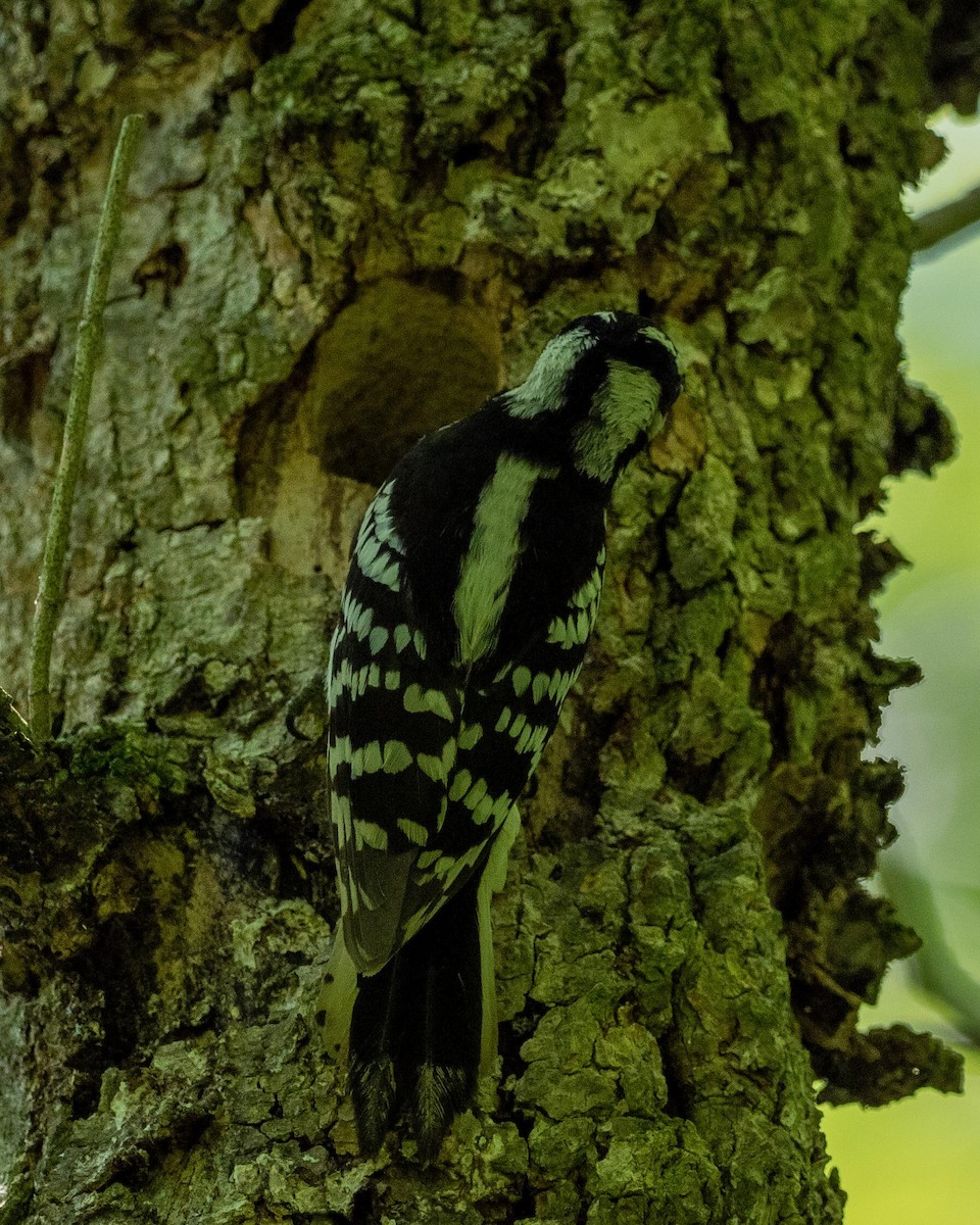 Downy Woodpecker - ML241771371