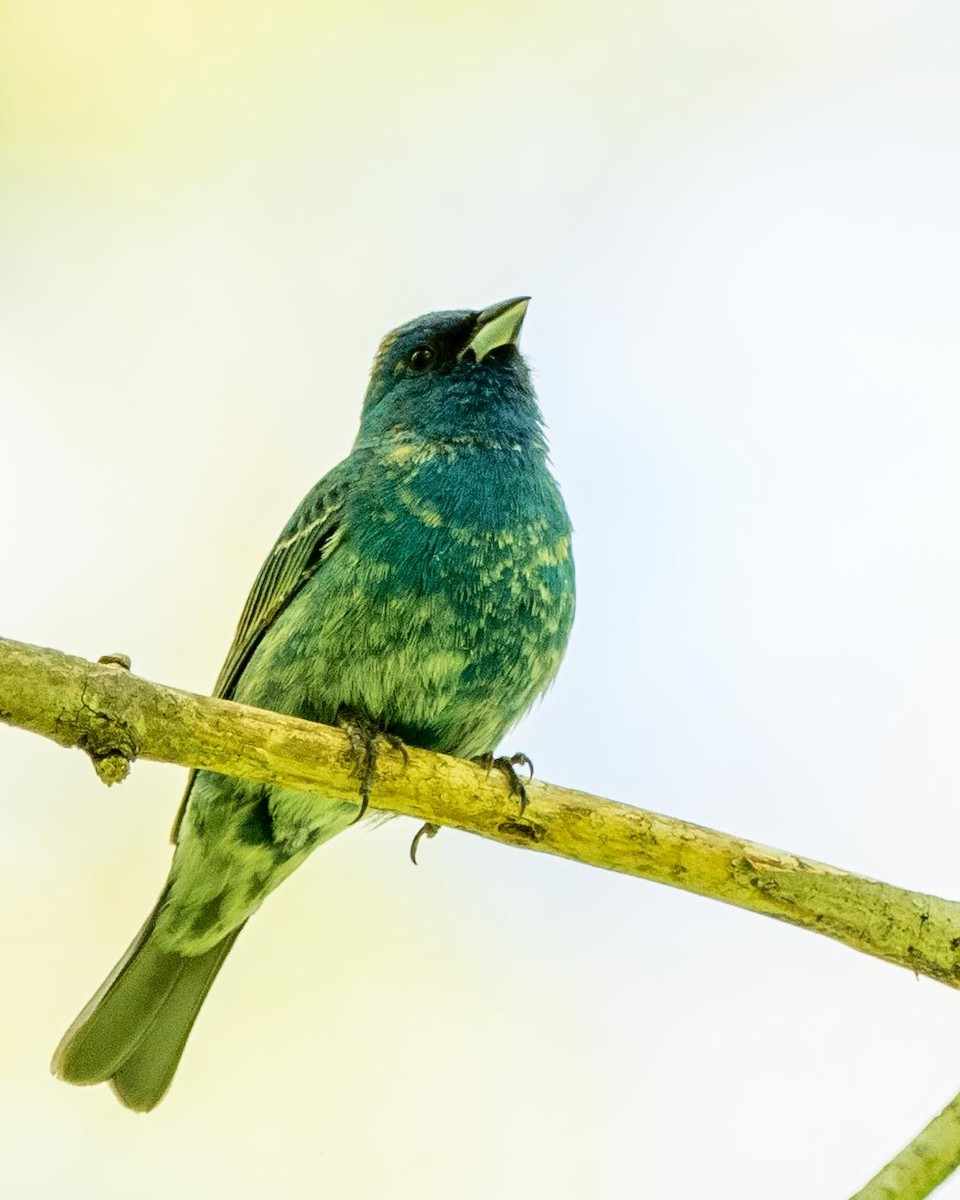 Indigo Bunting - ML241771421