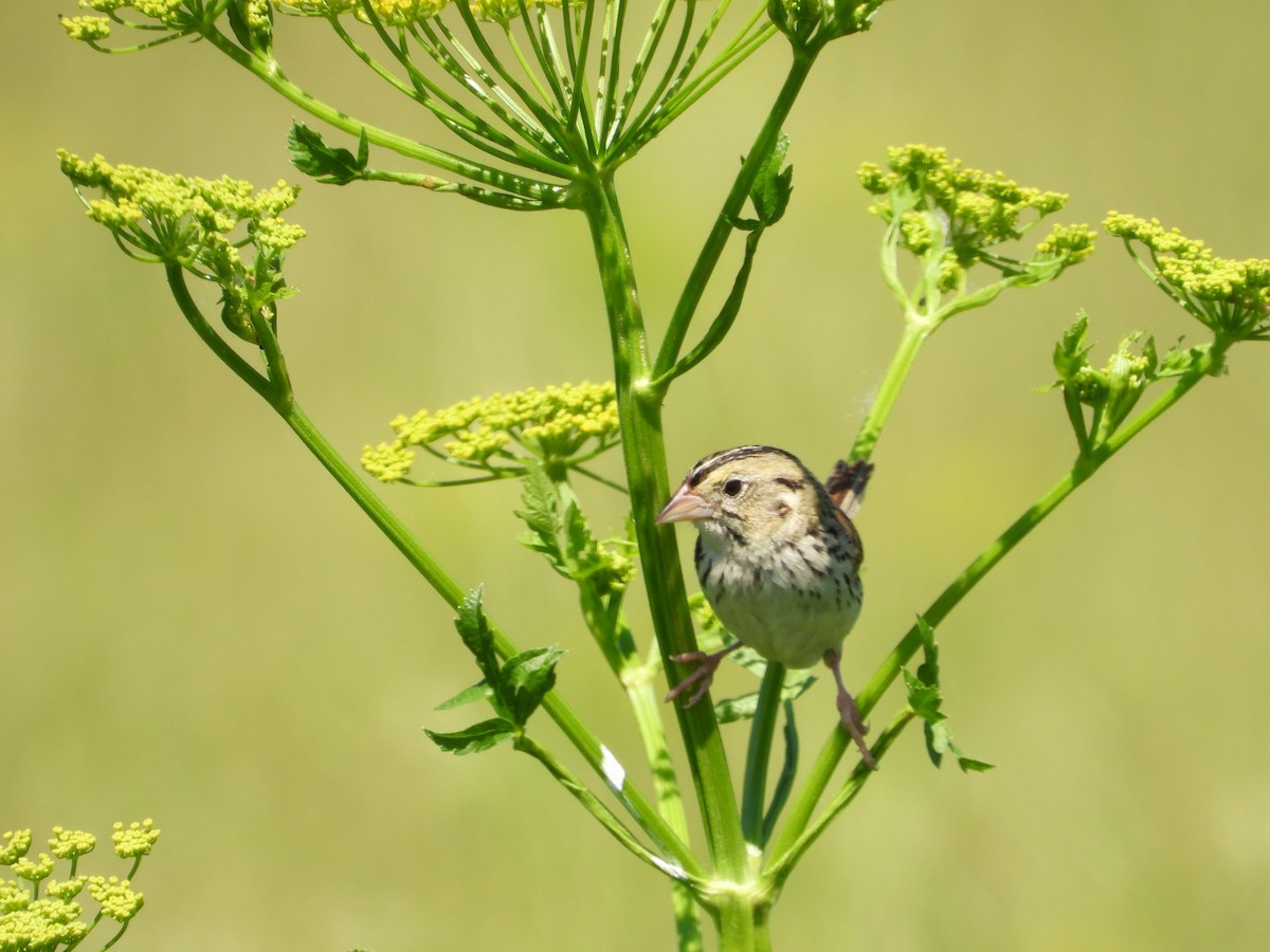 Henslow's Sparrow - Rick Luehrs