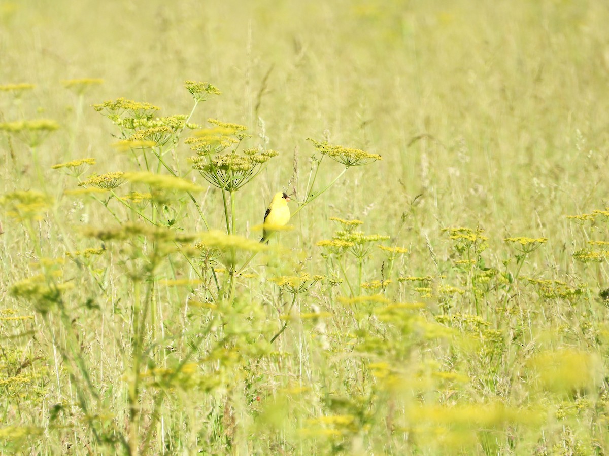Chardonneret jaune - ML241772591