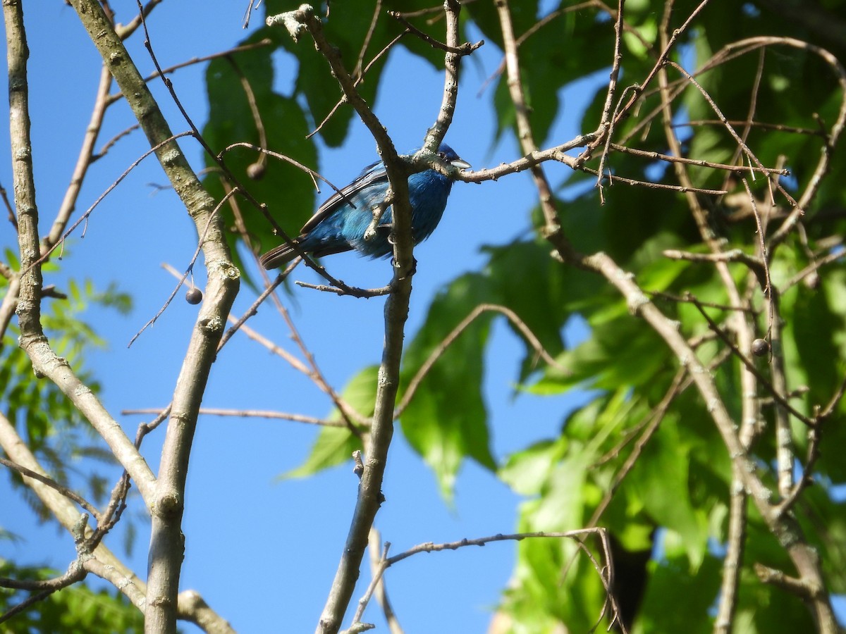 Passerin indigo - ML241772671