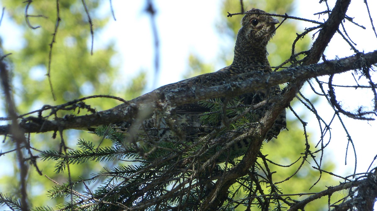 Spruce Grouse - ML241775051