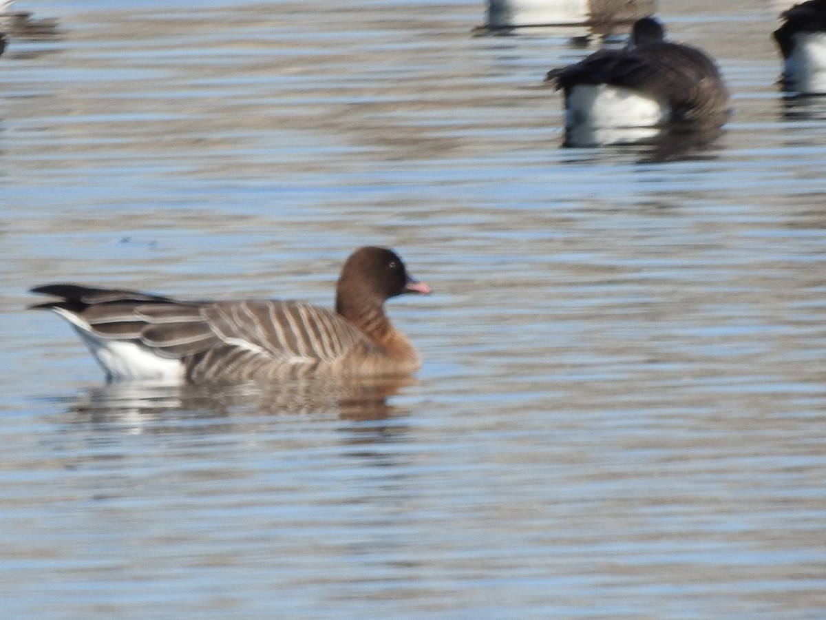 Pink-footed Goose - ML241777081