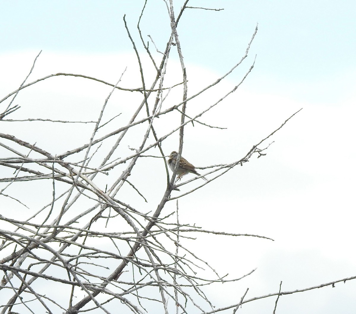 Clay-colored Sparrow - ML241777701