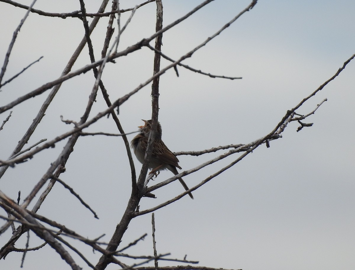 Clay-colored Sparrow - ML241777761