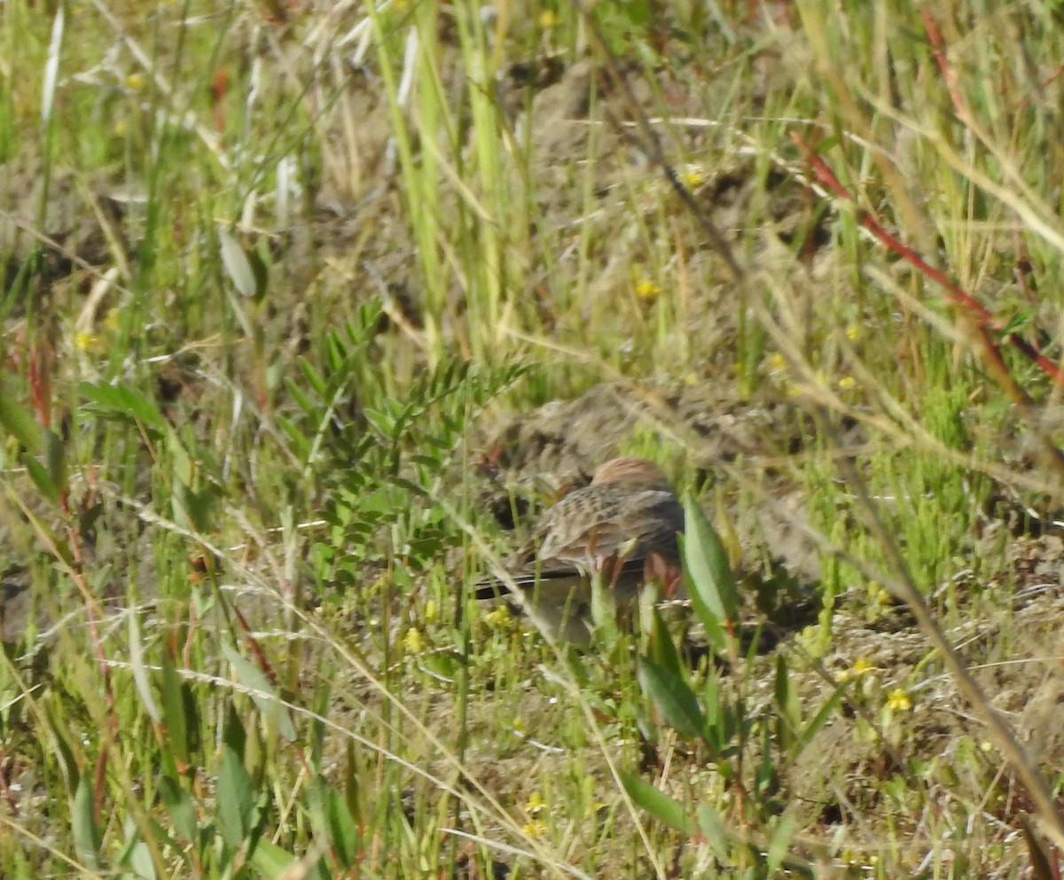 Horned Lark - Shane Sater