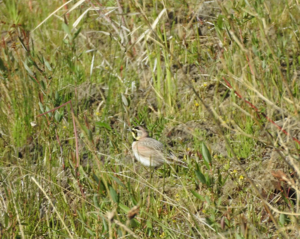 Horned Lark - ML241778221