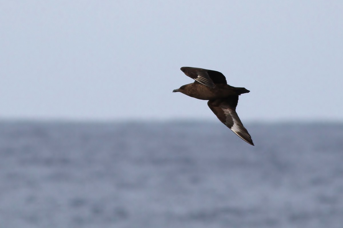 Great Skua - ML24177841