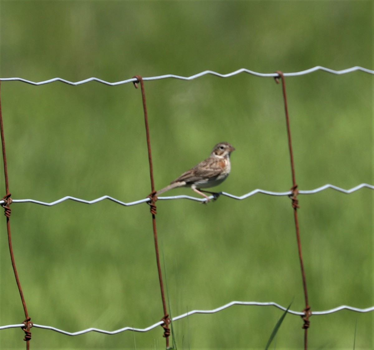Vesper Sparrow - ML241779531