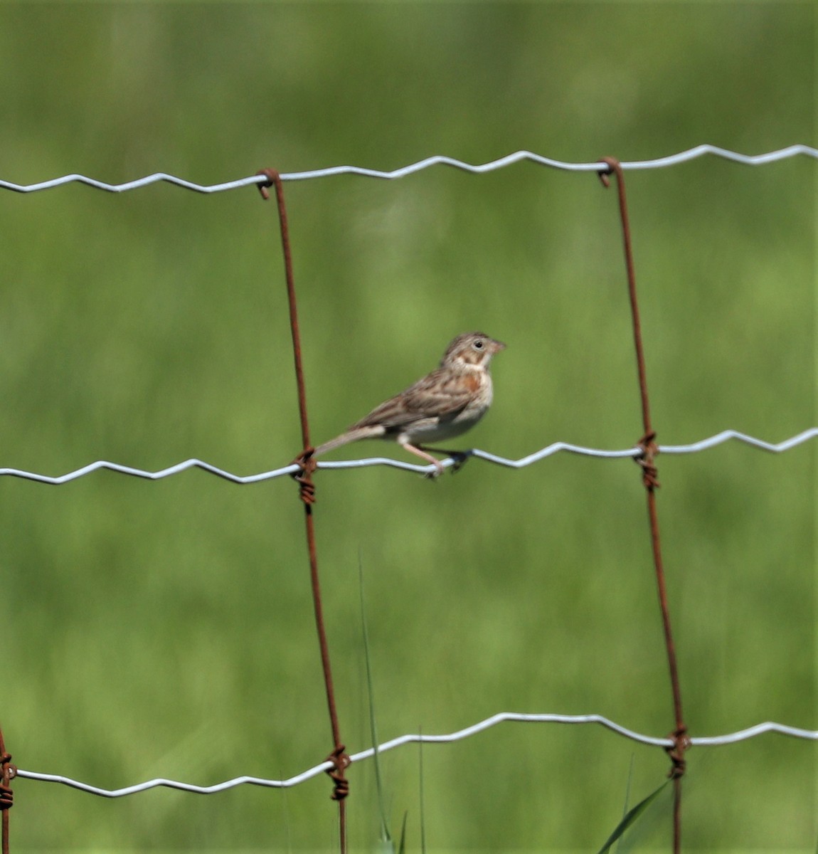 Vesper Sparrow - ML241779541
