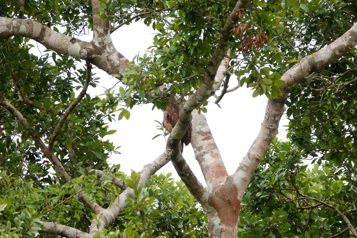 Great Black Hawk - ML241780781