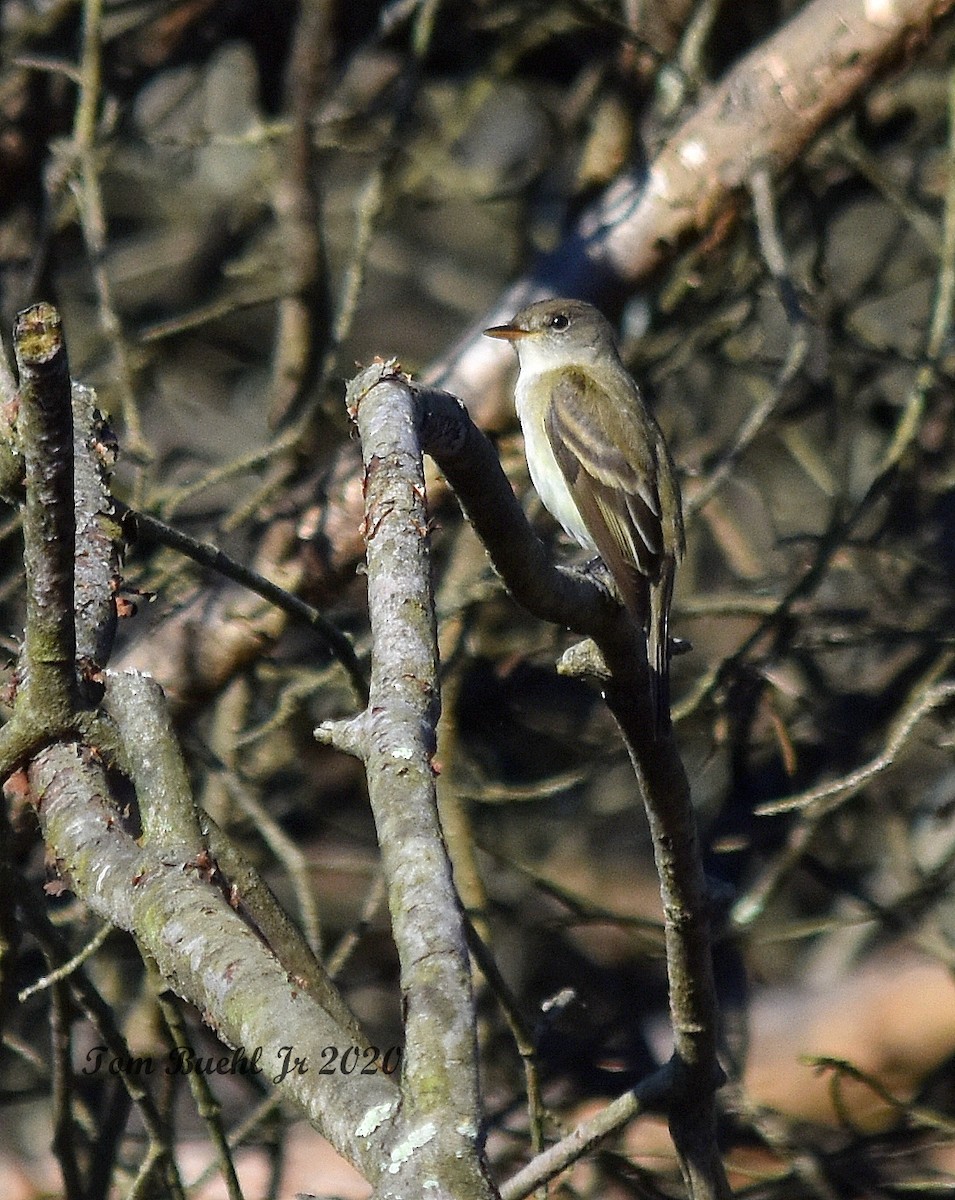 Alder Flycatcher - ML241780921