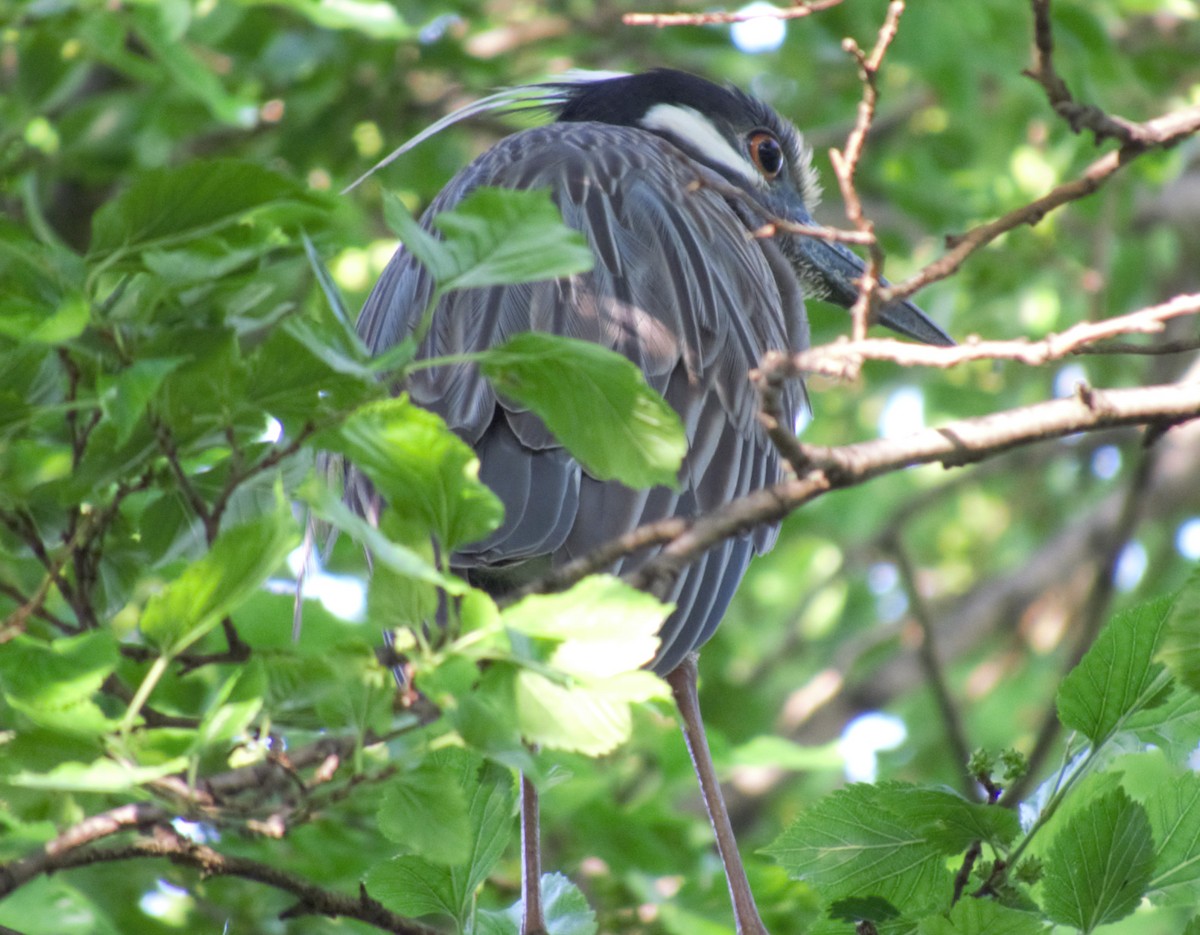 Yellow-crowned Night Heron - ML241781531