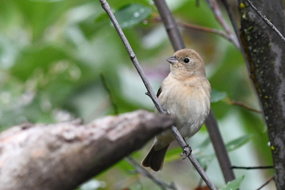 Lazuli Bunting - David M. Bell