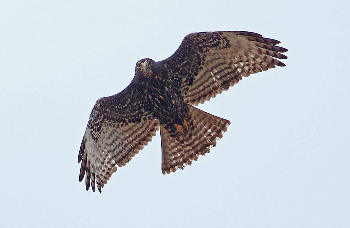 Red-tailed Hawk (Harlan's) - ML241782101