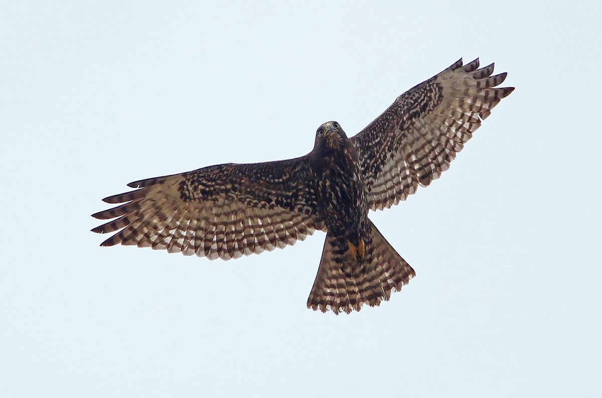 Red-tailed Hawk (Harlan's) - ML241782161