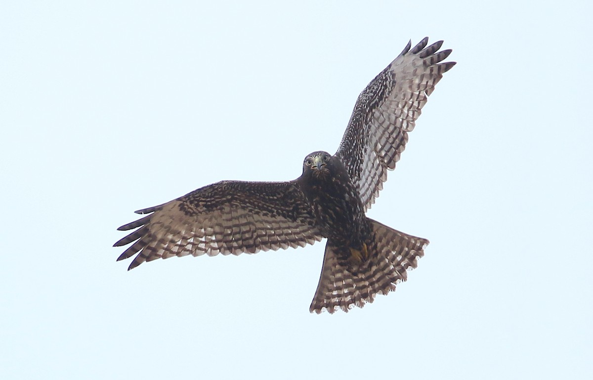 Red-tailed Hawk (Harlan's) - ML241782191