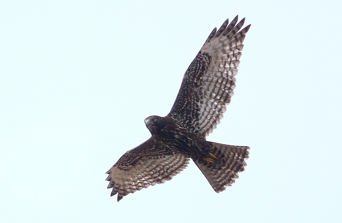 Red-tailed Hawk (Harlan's) - ML241782221