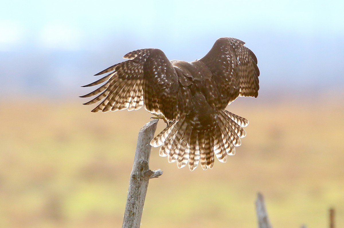 Red-tailed Hawk (Harlan's) - ML241782271