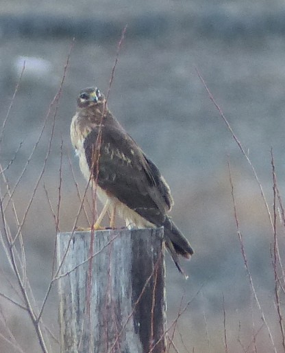 Northern Harrier - ML24178261