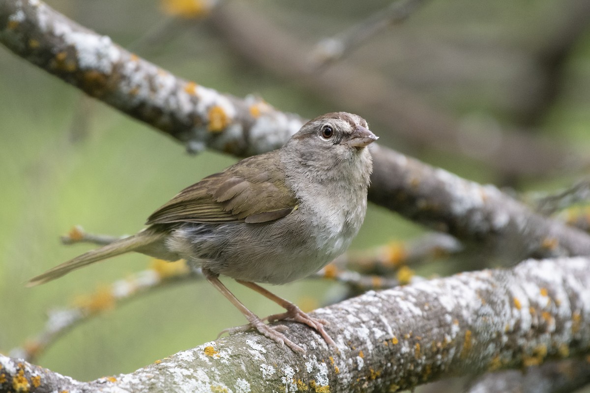 Olive Sparrow - Bryan Calk