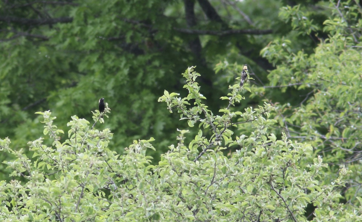 bobolink americký - ML241786511