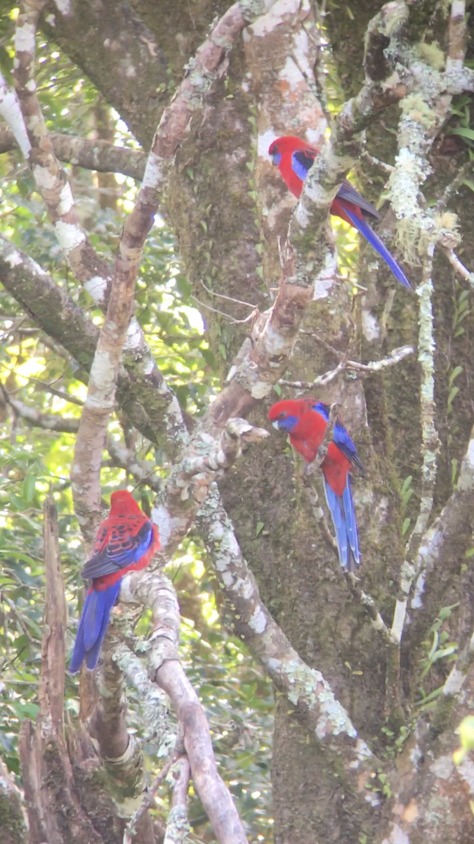Crimson Rosella (Crimson) - ML241787861