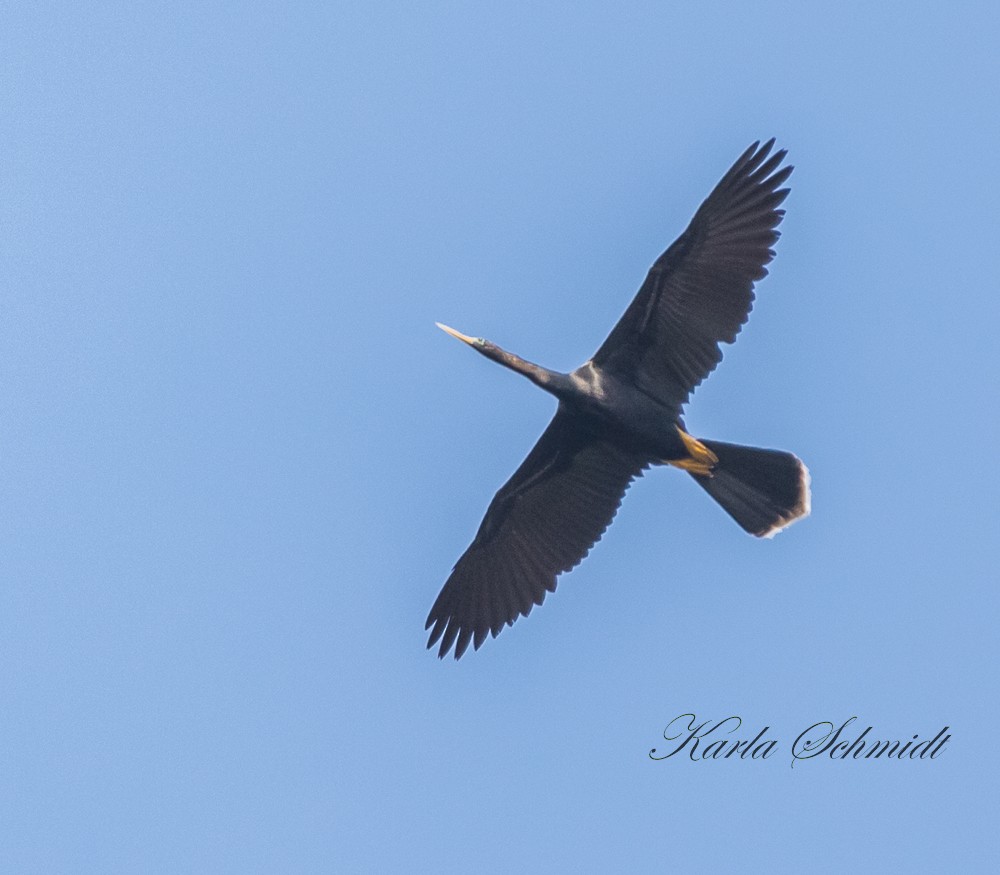 Anhinga - ML241790071