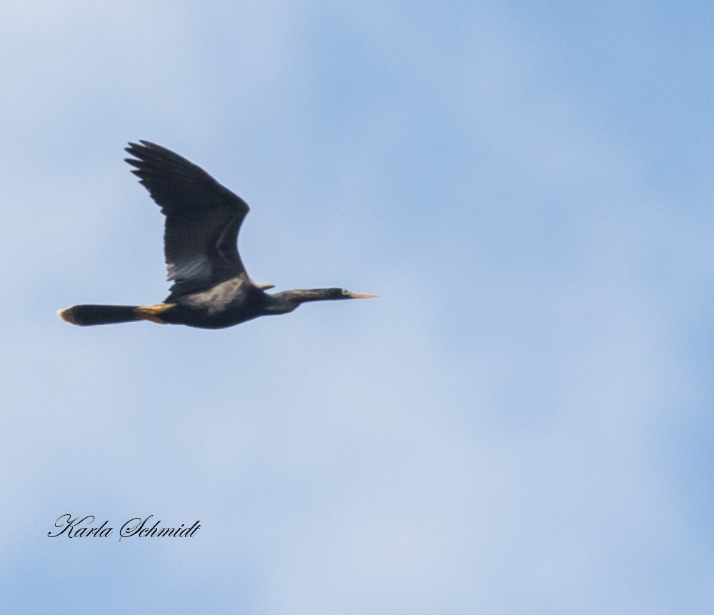 Anhinga - Karla Schmidt