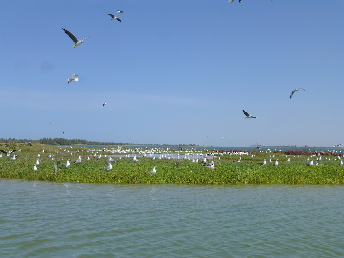 Gray-hooded Gull - Malini Kaushik