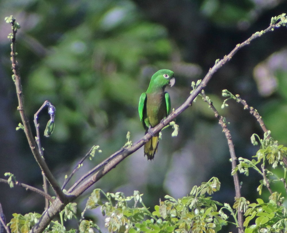 Olive-throated Parakeet (Jamaican) - ML241793471