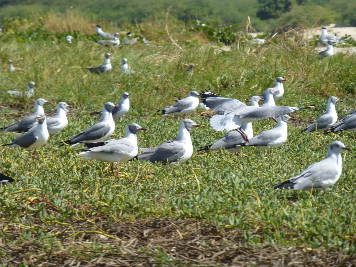 Gaviota Cabecigrís - ML241793941