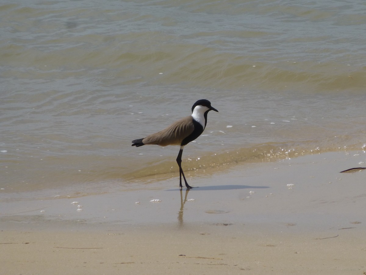 Spur-winged Lapwing - Malini Kaushik