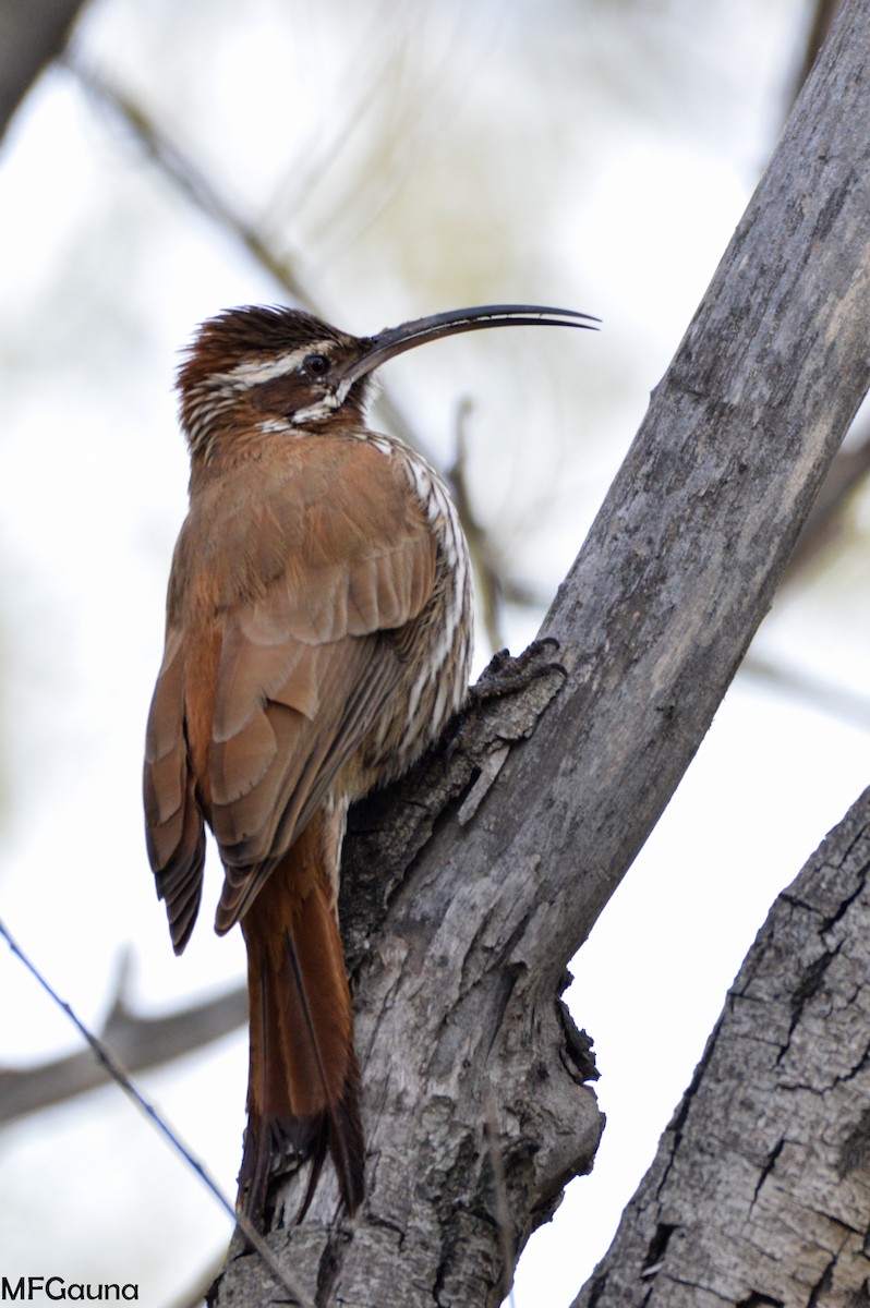 Scimitar-billed Woodcreeper - Maria Fernanda Gauna