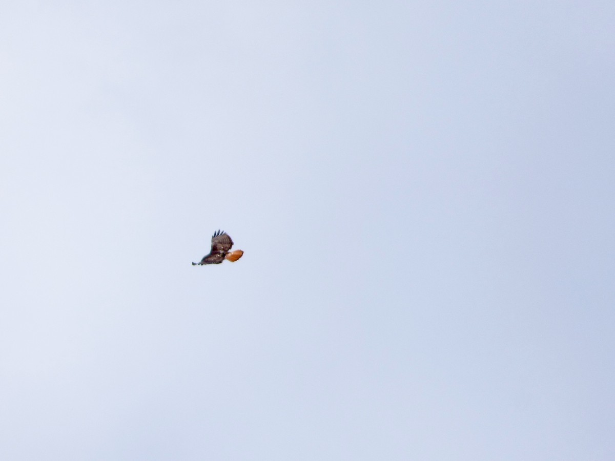 Red-tailed Hawk - Kristy Larson