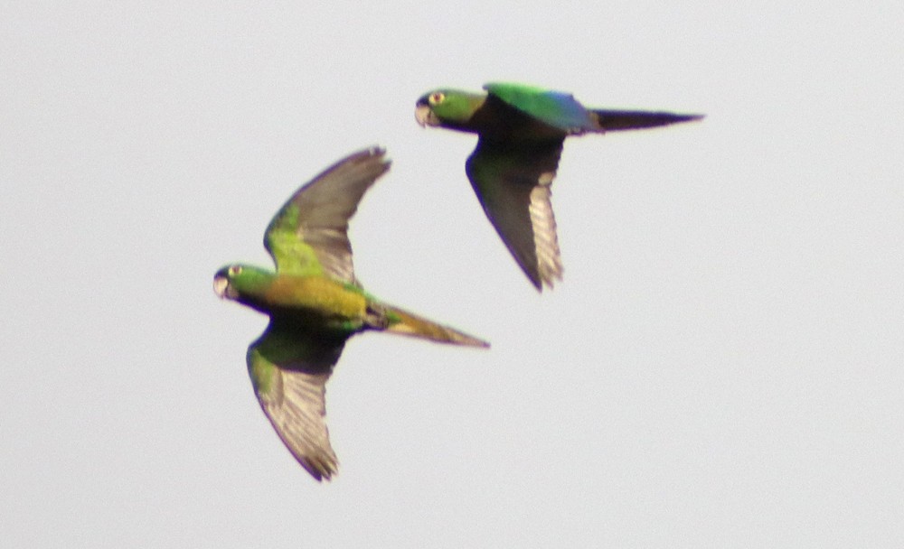 Olive-throated Parakeet (Jamaican) - ML241796391