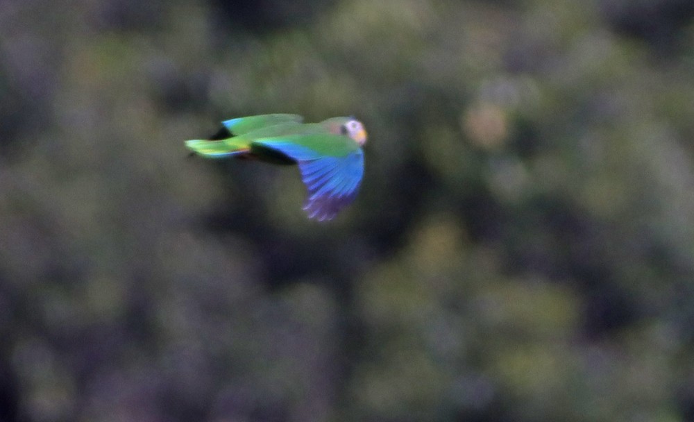 Yellow-billed Parrot - ML241796481