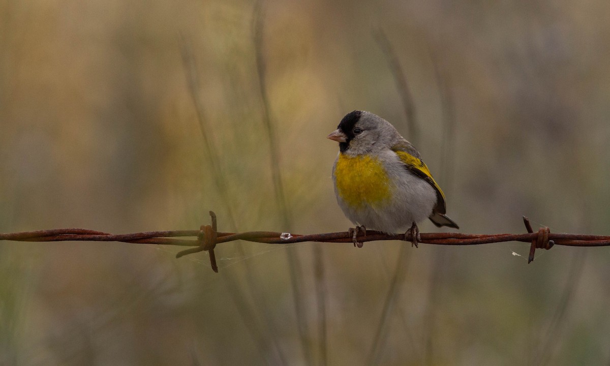 Lawrence's Goldfinch - ML241796941