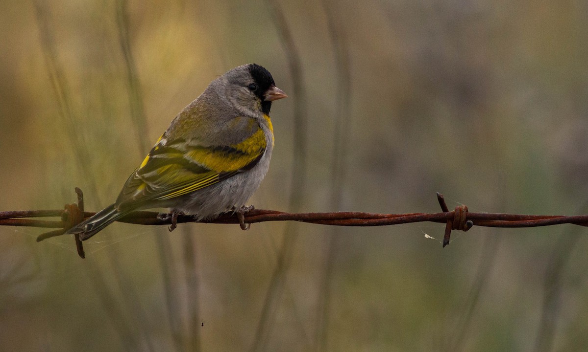 Lawrence's Goldfinch - ML241796961