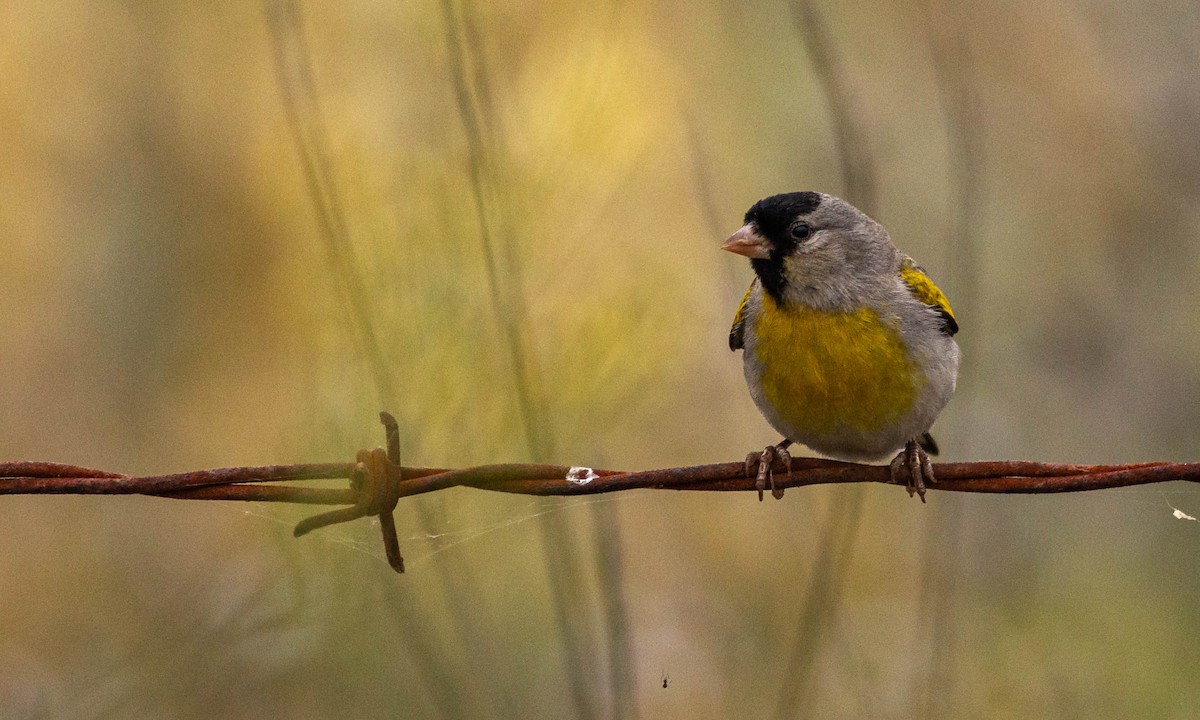 Lawrence's Goldfinch - ML241796981