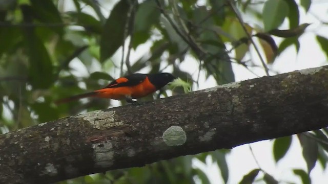 Minivet Naranja - ML241797191