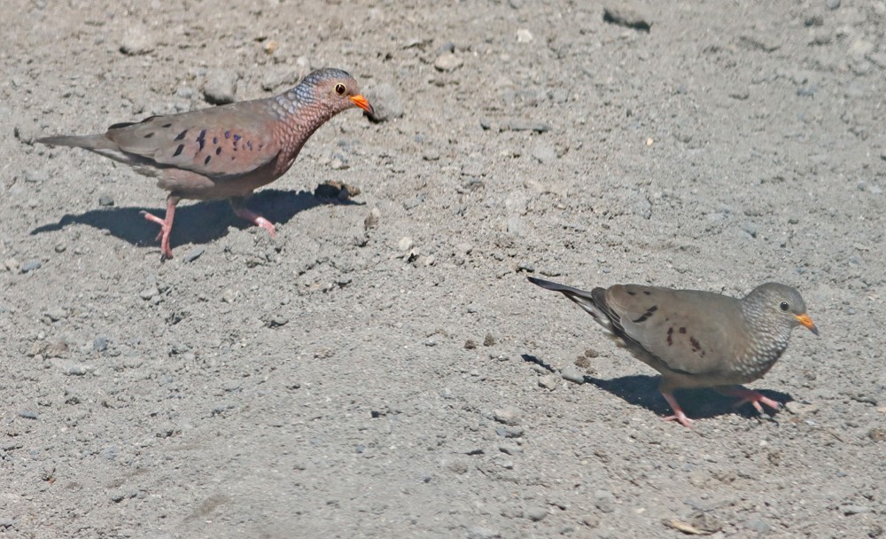 Common Ground Dove - ML241797721