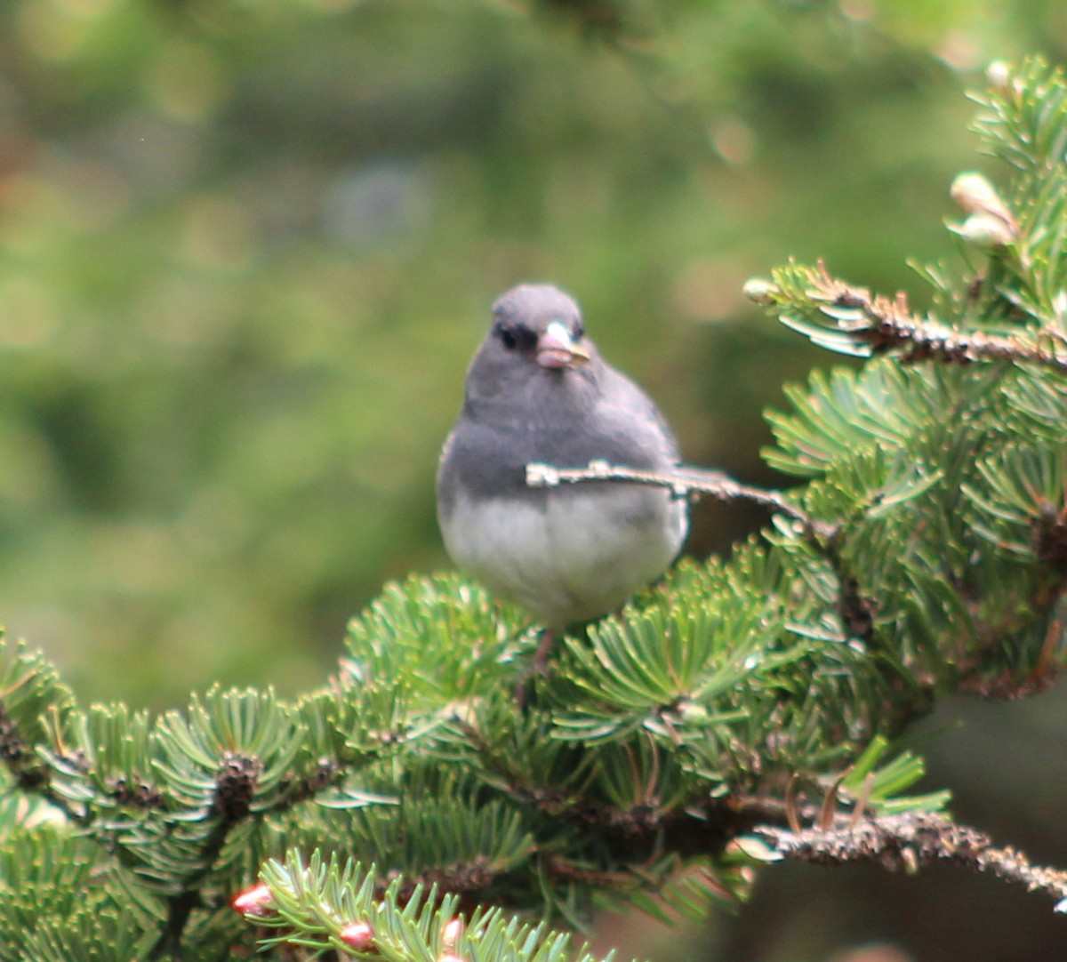 Junco ardoisé (hyemalis/carolinensis) - ML241798821