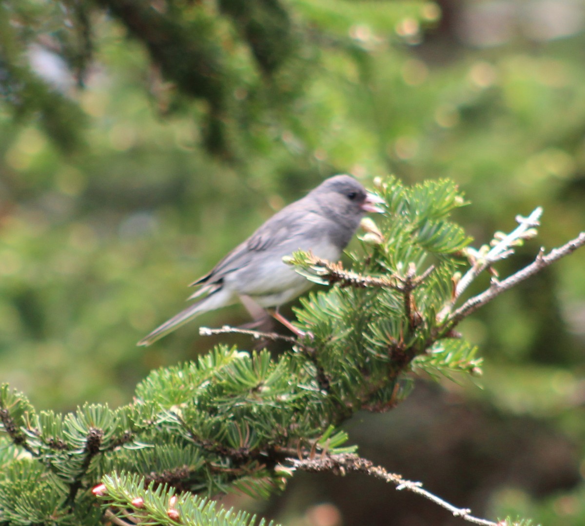 Junco ardoisé (hyemalis/carolinensis) - ML241798941