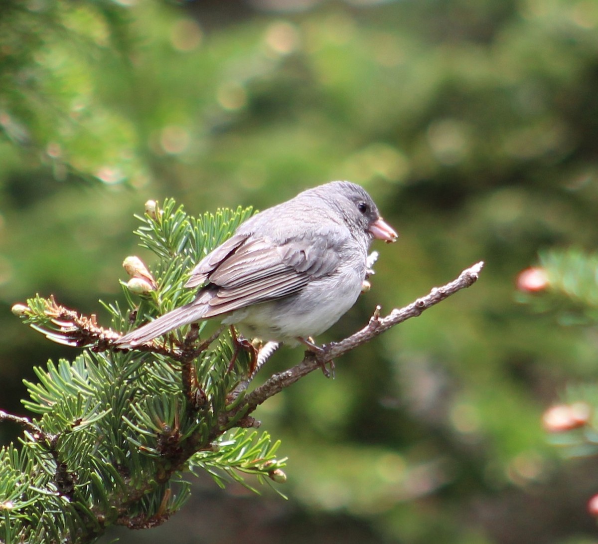 Dark-eyed Junco (Slate-colored) - ML241799091