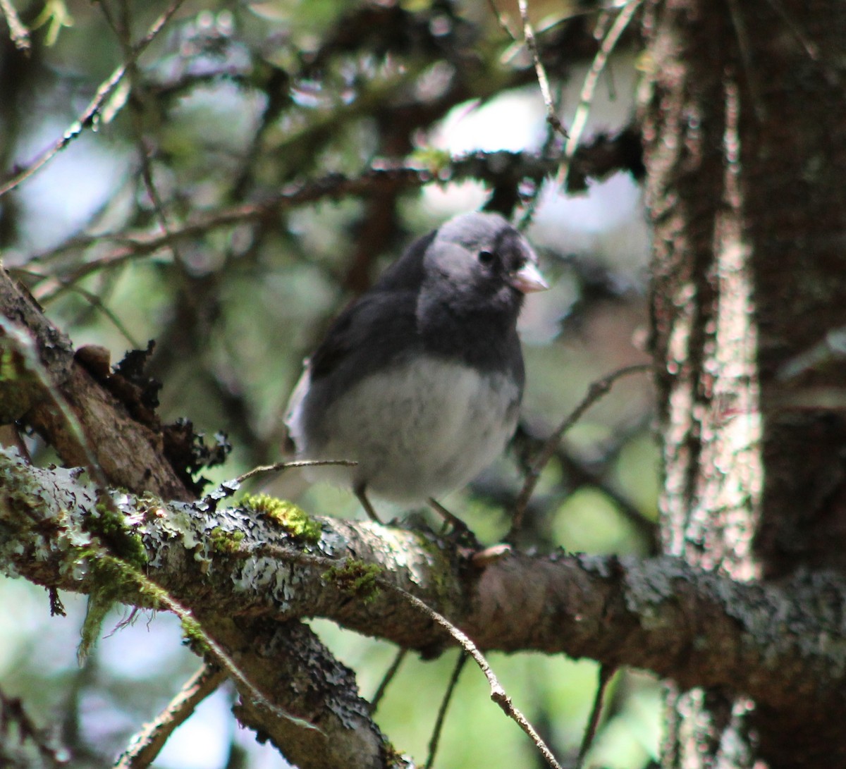 Junco ardoisé (hyemalis/carolinensis) - ML241799291