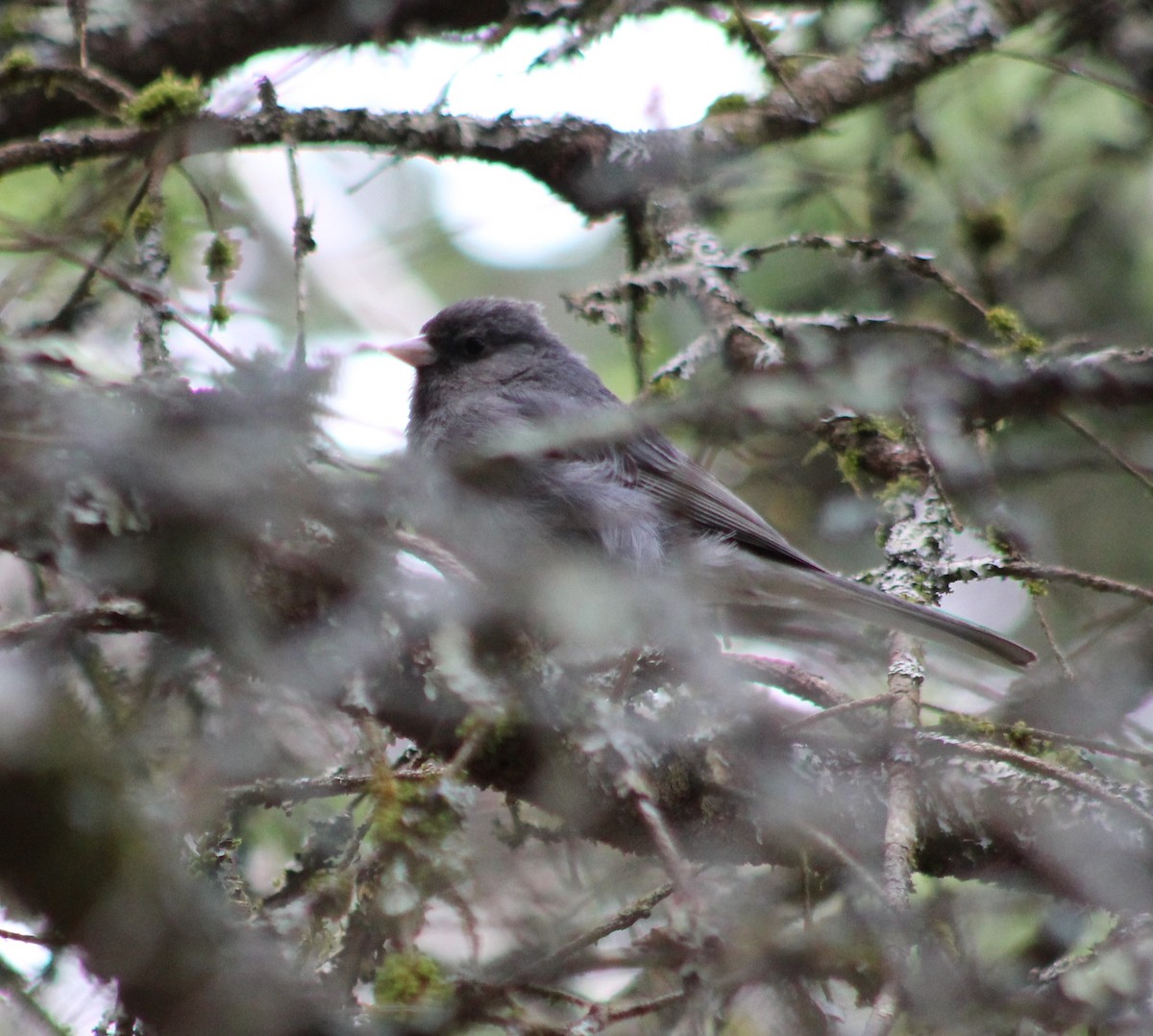 Junco Ojioscuro (hyemalis/carolinensis) - ML241799401